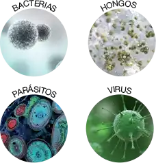 Porque debo Desparasitarme de paracitos bacterias