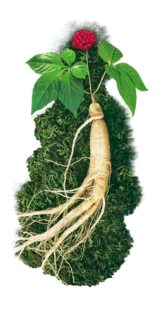 Que es el ginseng planta 2025