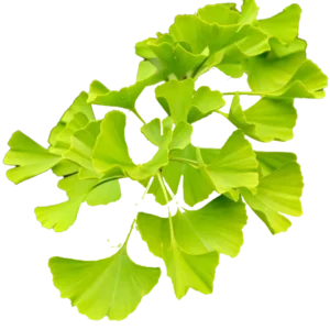 Que es el Ginkgo Biloba 1