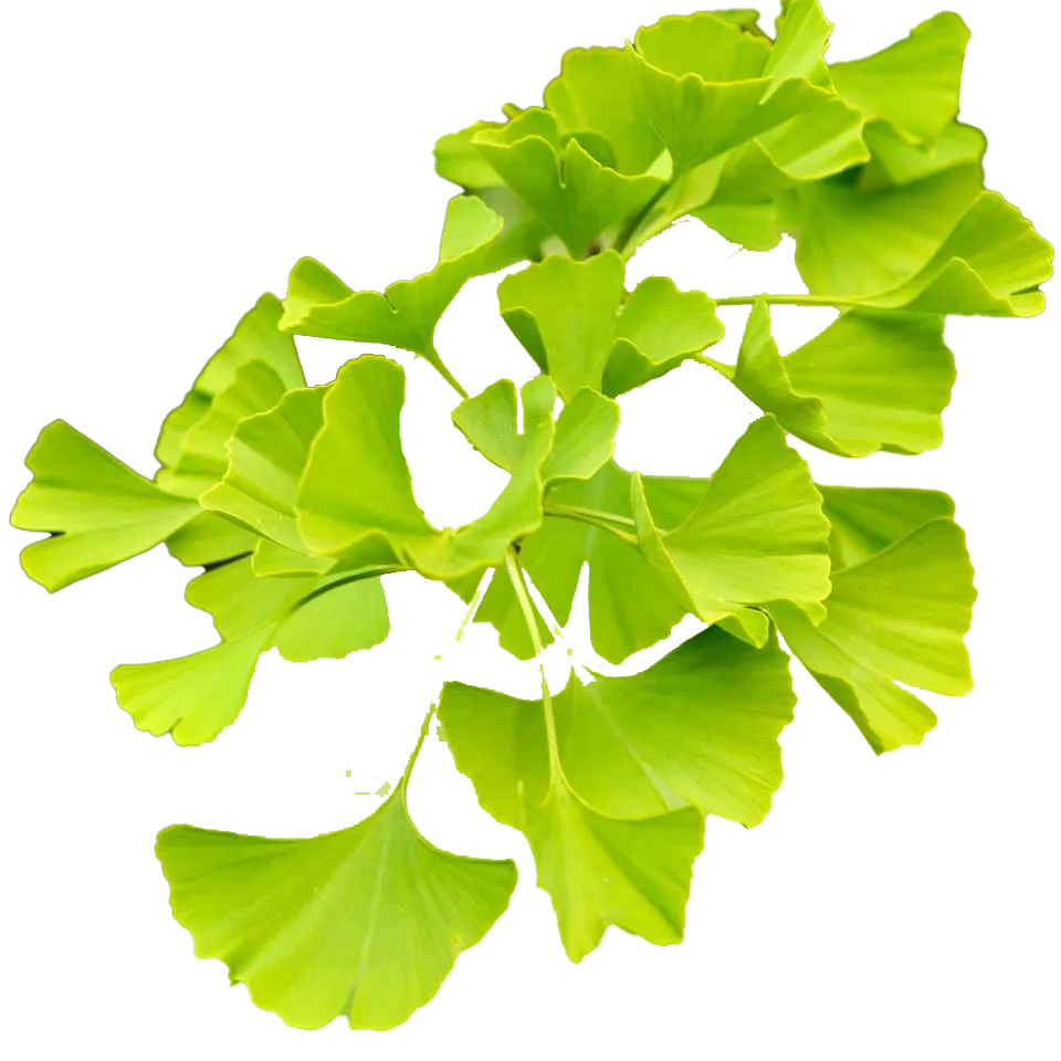 ginseng-2026 2 Qué es el Ginkgo Biloba