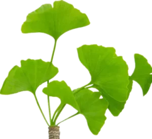 Que es el ginseng