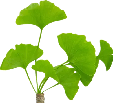 Que es el ginseng
