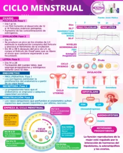Soluciones Revolucionarias para Problemas Menstruales con Toallas Higiénicas Enjoyable HGW # 1 3 Infografia del ciclo hormonal femenino
